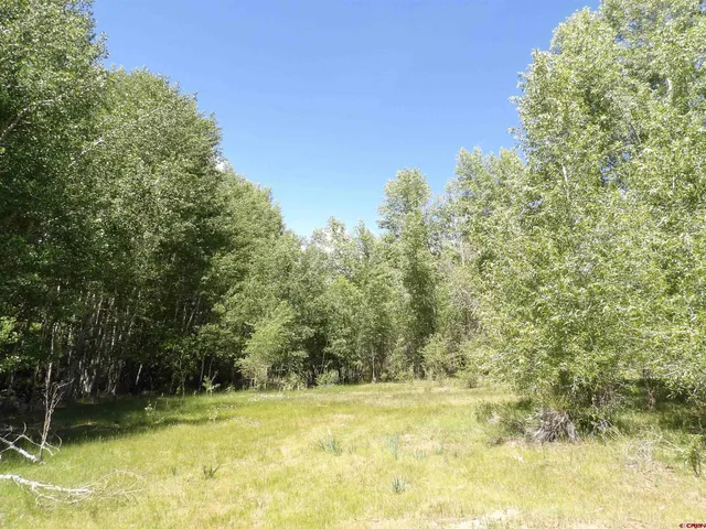 a view of a yard with large trees