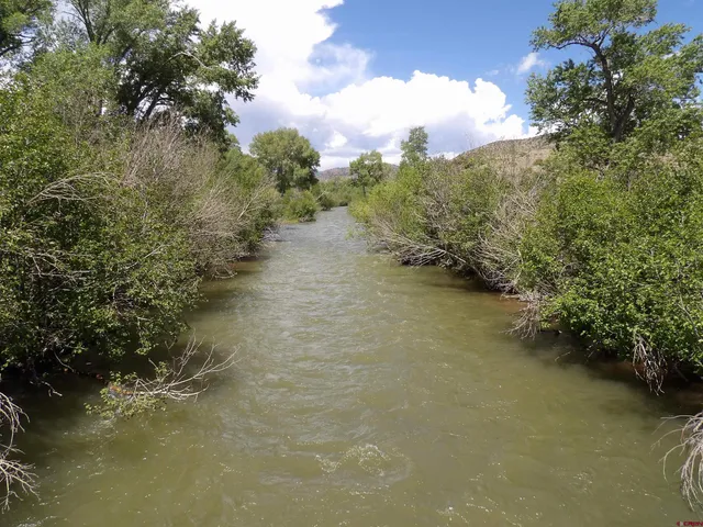 a view of a forest with a yard