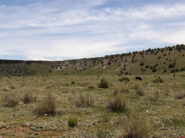 a view of a forest with trees in the background