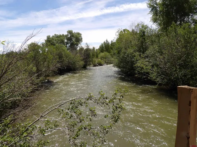 a view of a garden with plants and large trees