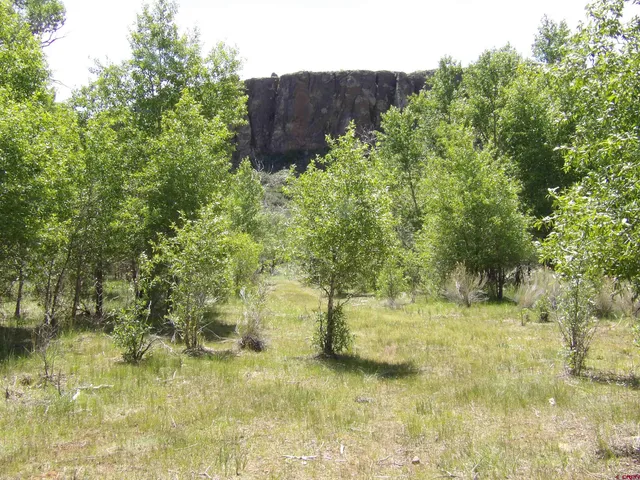 a view of a tree in a field