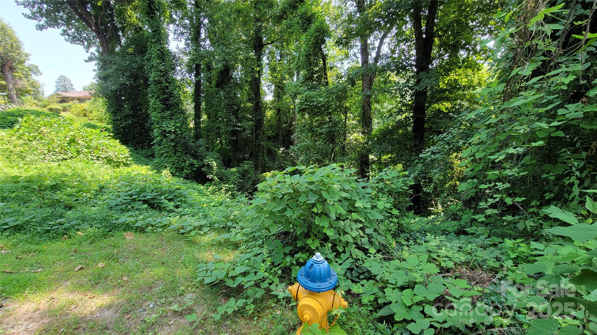 160 Cleveland Road Tryon, NC 28782 - Photo 25 of 42 a view of a plant in a garden
