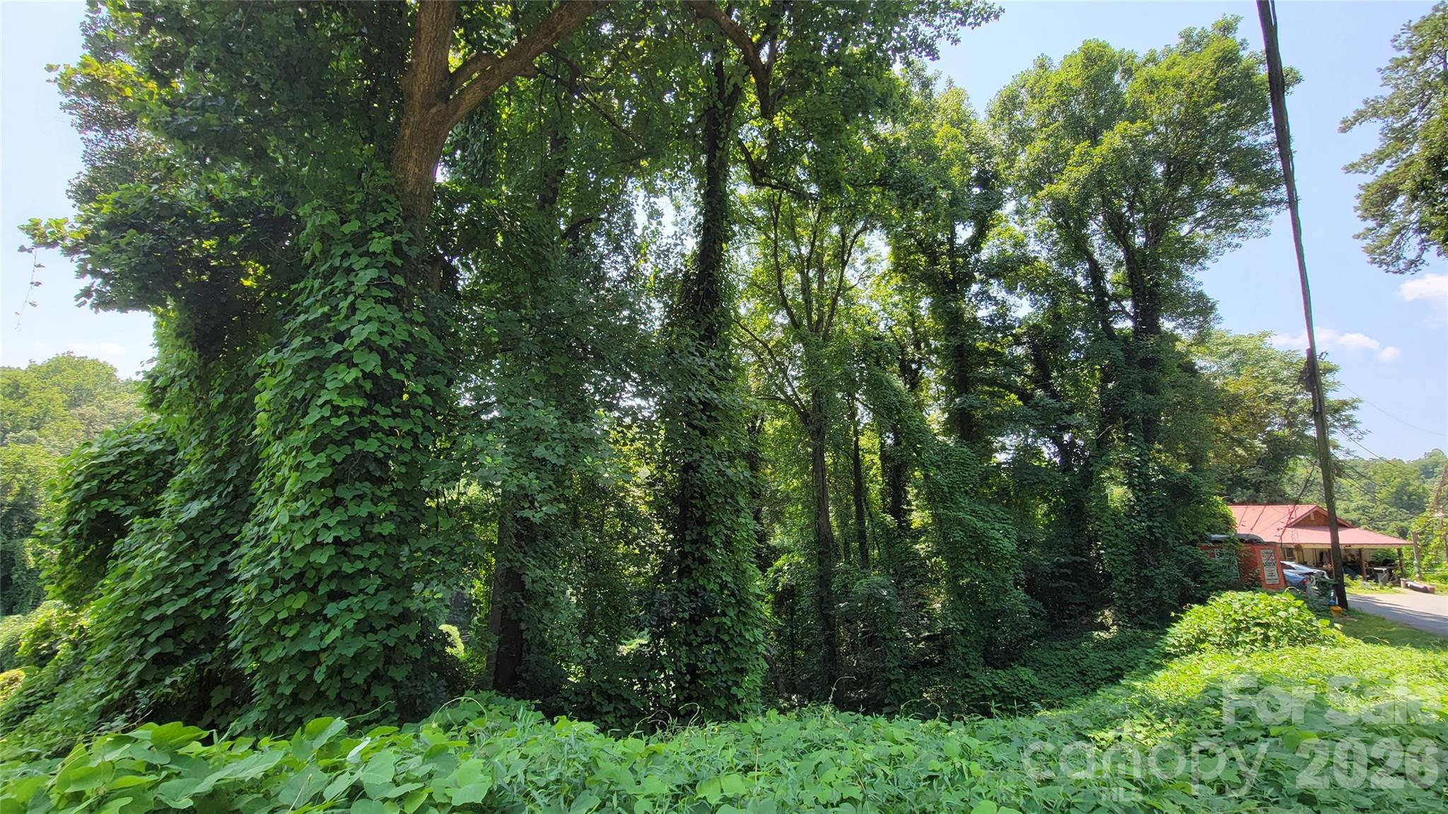 160 Cleveland Road Tryon, NC 28782 - Photo 32 of 40 a view of a forest with a tree
