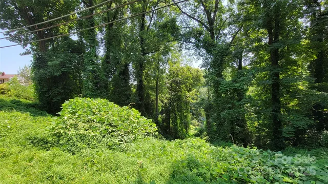 a view of a lush green forest