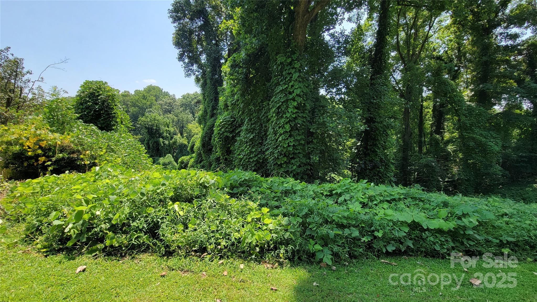 160 Cleveland Road Tryon, NC 28782 - Photo 39 of 42 a view of a lush green forest