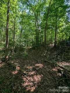 a view of a forest with trees in the background
