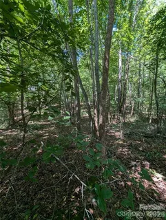 a view of forest