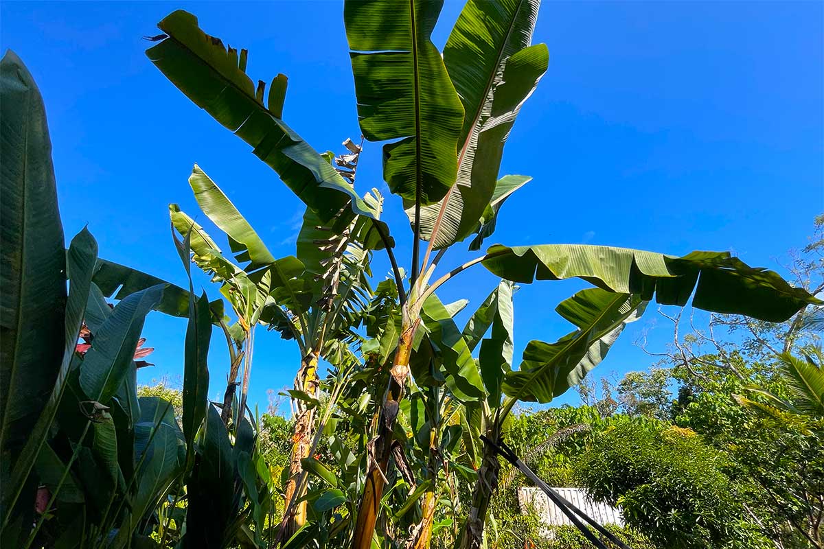 154 Koaekea Street Pahoa, HI 96778 - Photo 11 of 27 a view of a plant