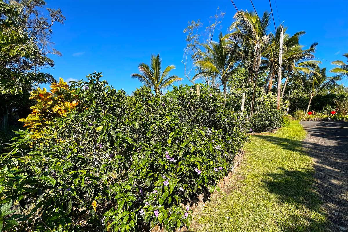 154 Koaekea Street Pahoa, HI 96778 - Photo 17 of 27 a view of a yard with plants