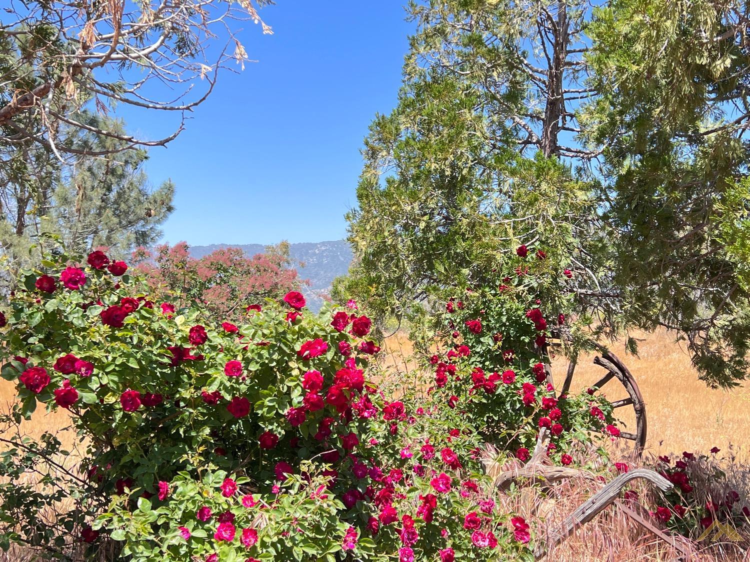 Undisclosed Address Caliente, CA 93518 - Photo 39 of 54 a view of a flower in a garden