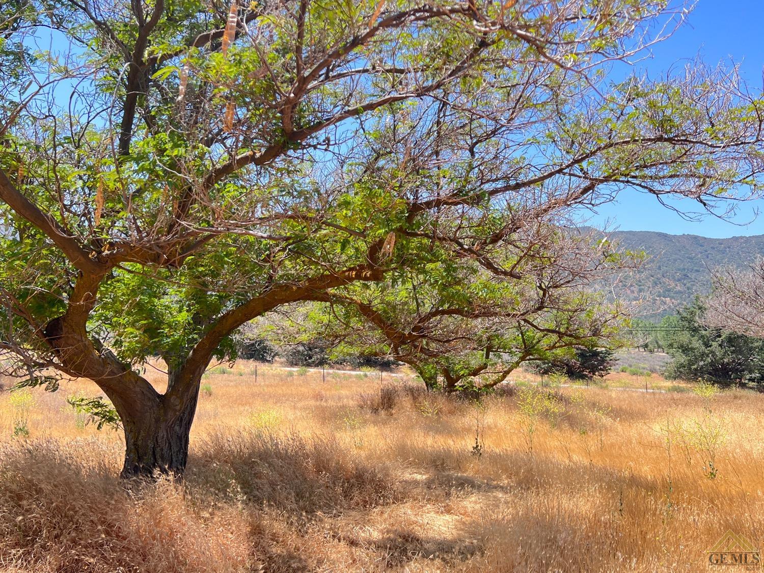 Undisclosed Address Caliente, CA 93518 - Photo 44 of 54 a view of tree