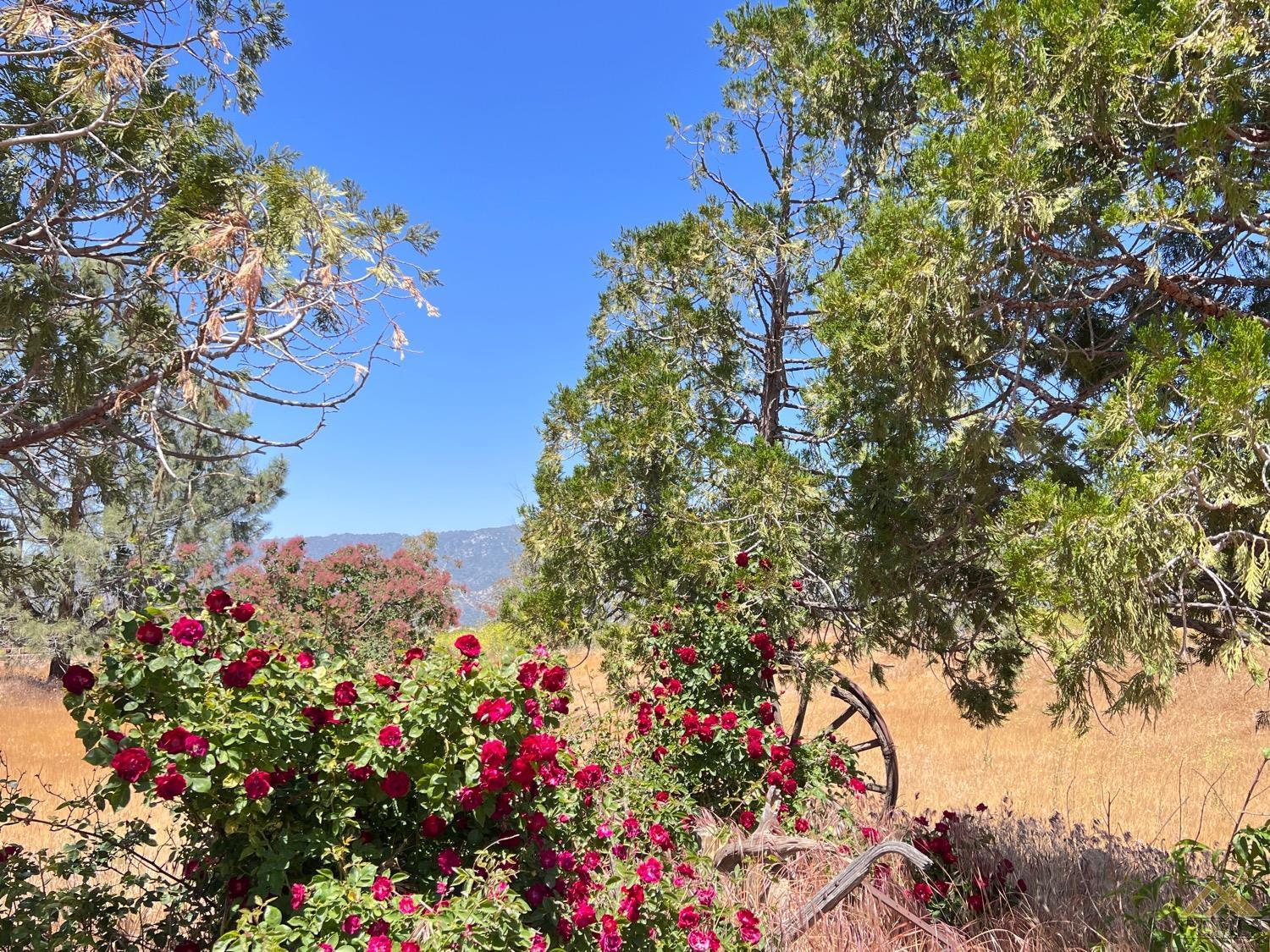 Undisclosed Address Caliente, CA 93518 - Photo 46 of 54 a picture of flowers