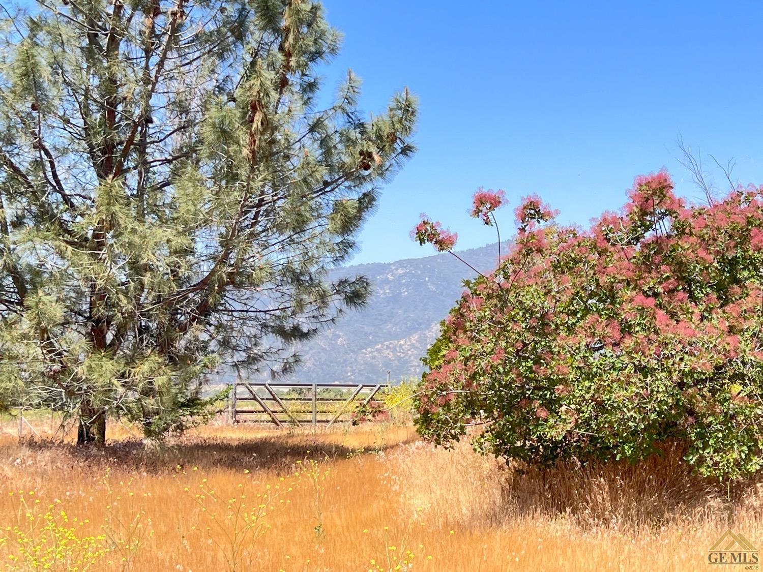 Undisclosed Address Caliente, CA 93518 - Photo 47 of 54 a view of a tree with a yard