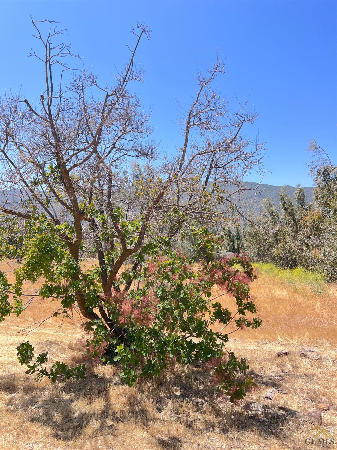 Undisclosed Address Caliente, CA 93518 - Photo 51 of 54 a backyard of a house