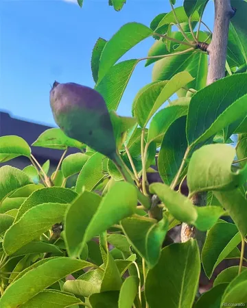 a view of a green field