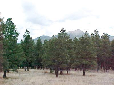 9030 North Snow Bowl Ranch Road Flagstaff, AZ 86001 - Photo 15 of 22 Additional Photo