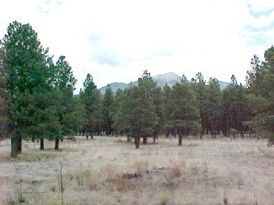 9030 North Snow Bowl Ranch Road Flagstaff, AZ 86001 - Photo 16 of 22 Additional Photo