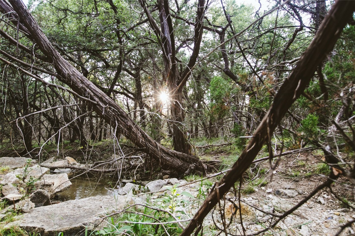 806 Bell Springs Road Dripping Springs, TX 78620 - Photo 34 of 34 a view of tree