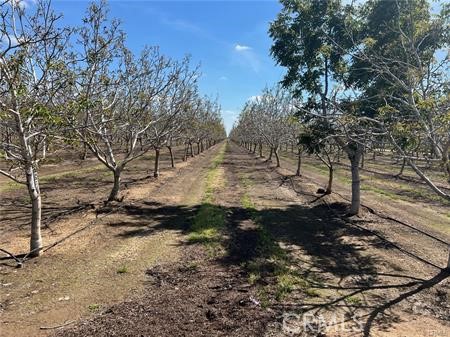 1081 East Gerard Avenue Merced, CA 95341 - Photo 3 of 13 a view of a yard with trees