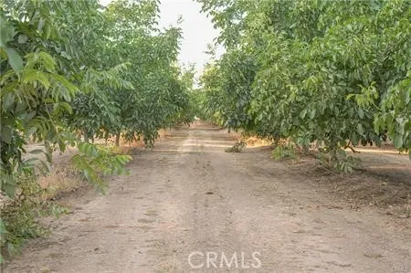 a view of dirt road with trees in the background