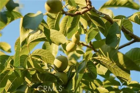 a view of a dry yard