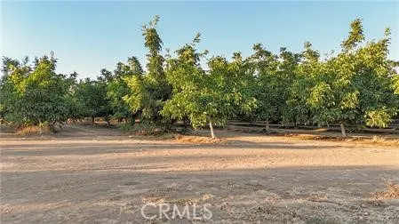 a view of a lush green forest