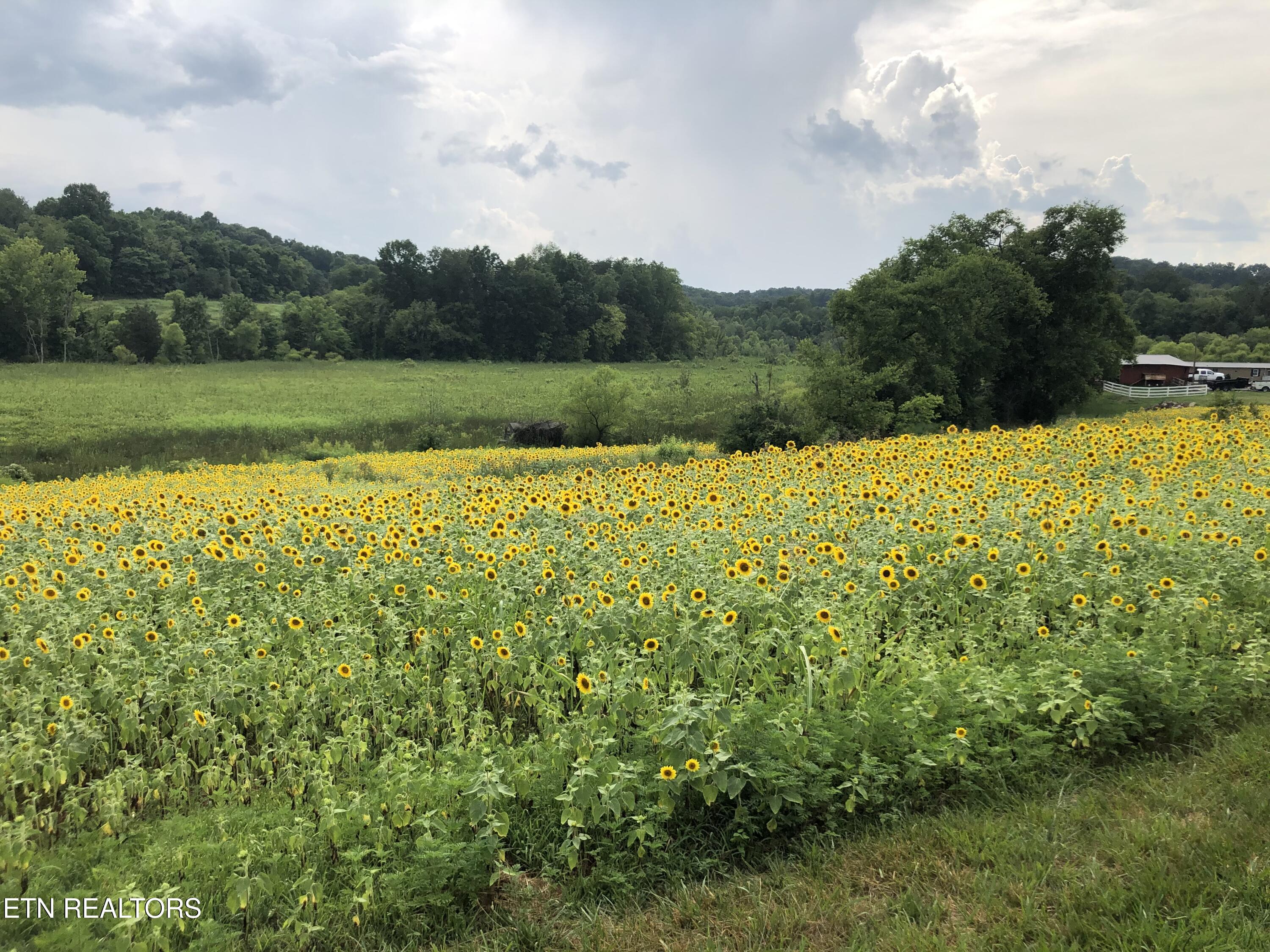 877 Eslinger Road New Market, TN 37820 - Photo 49 of 59 IMG_9283