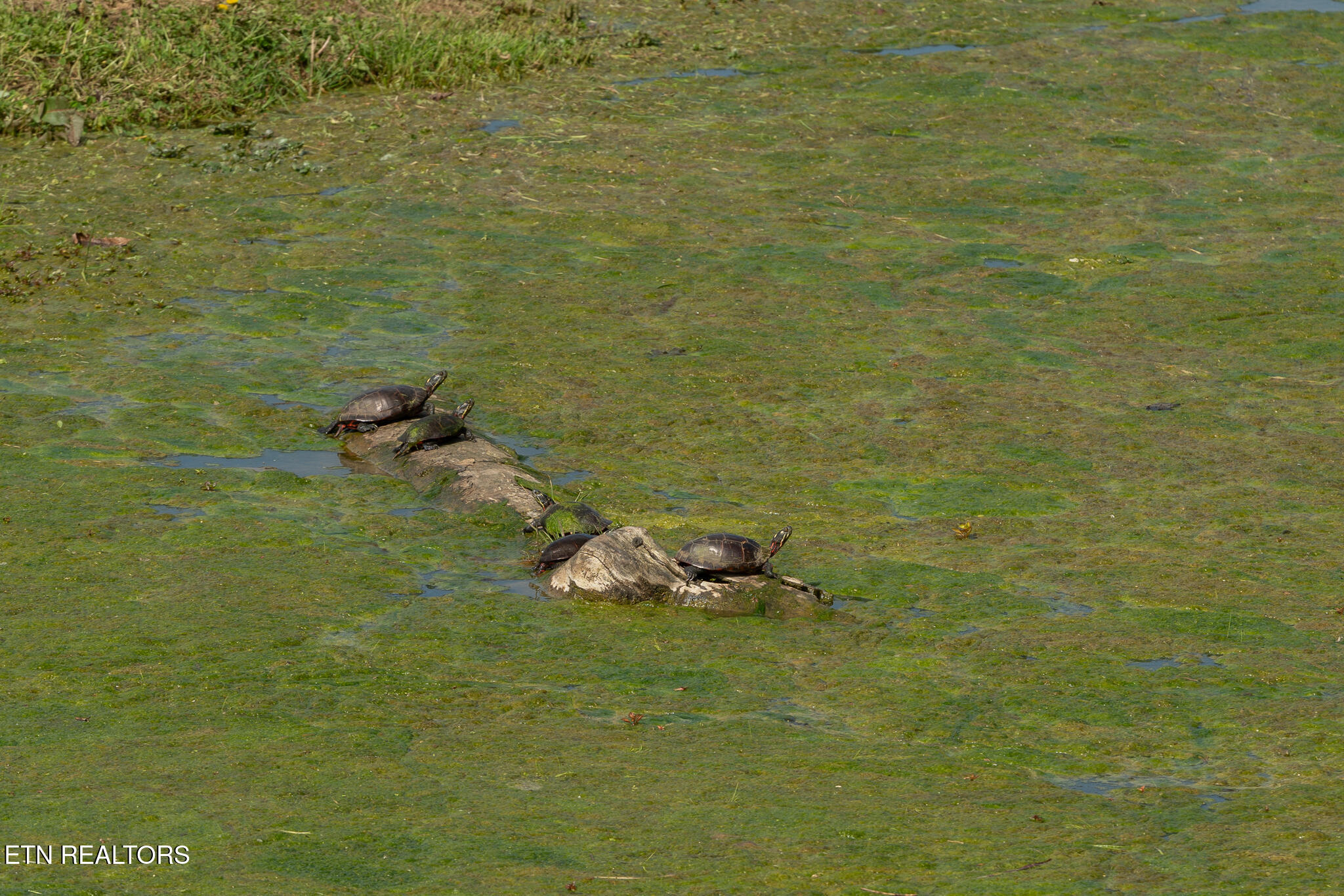 877 Eslinger Road New Market, TN 37820 - Photo 54 of 59 untitled-61