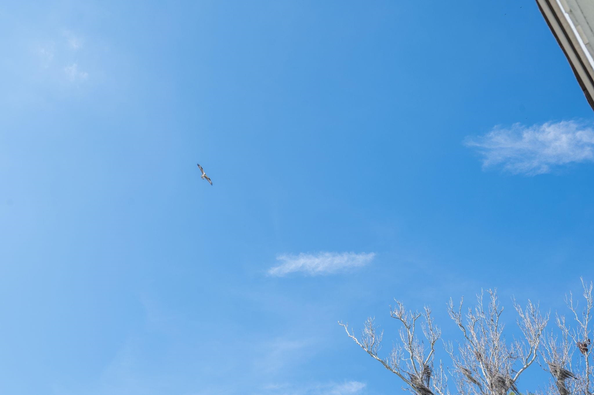 59 Lewis Boulevard St. Augustine, FL 32084 - Photo 40 of 75 Skyward from the front yard looking at an Osprey