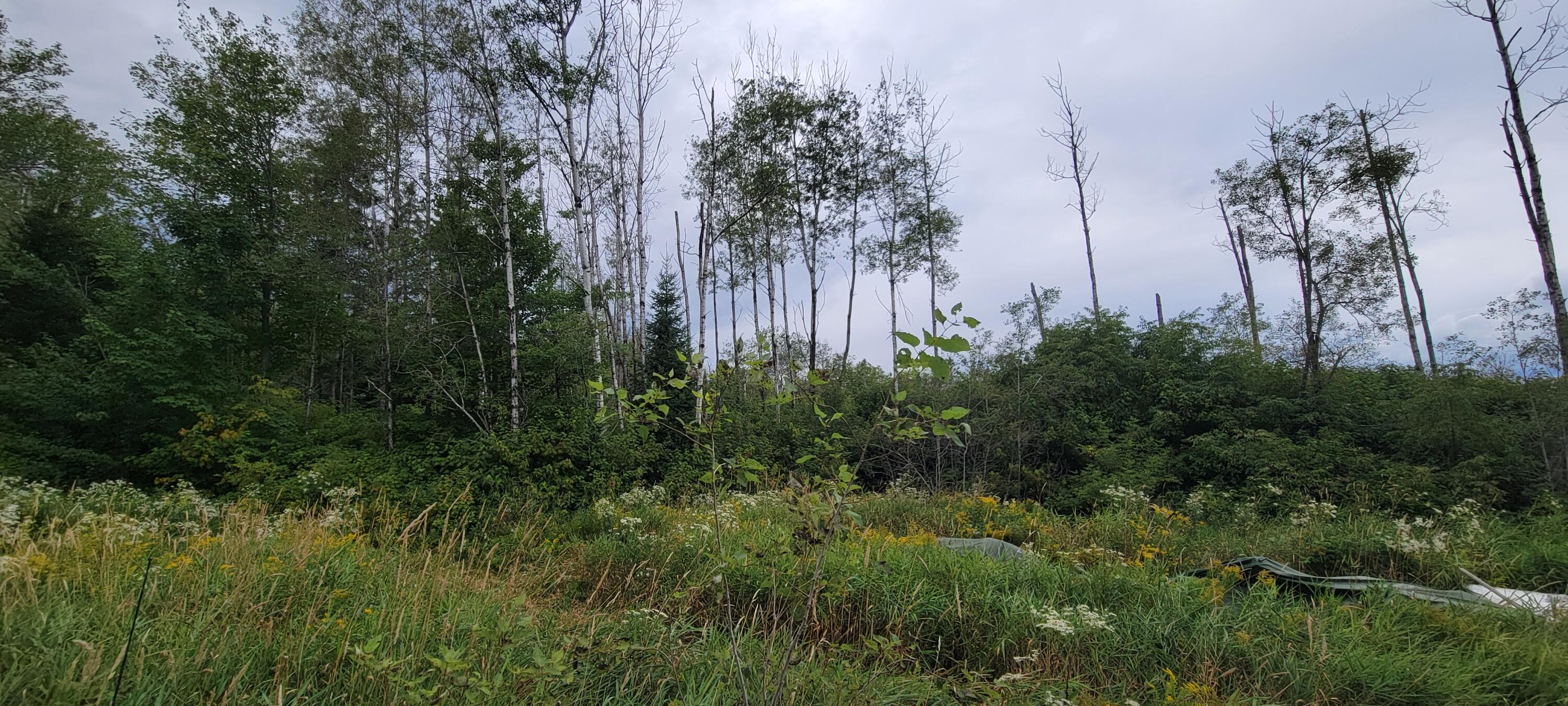 115 Cyr Road Grand Isle, ME 04746 - Photo 4 of 14 20250829_172610