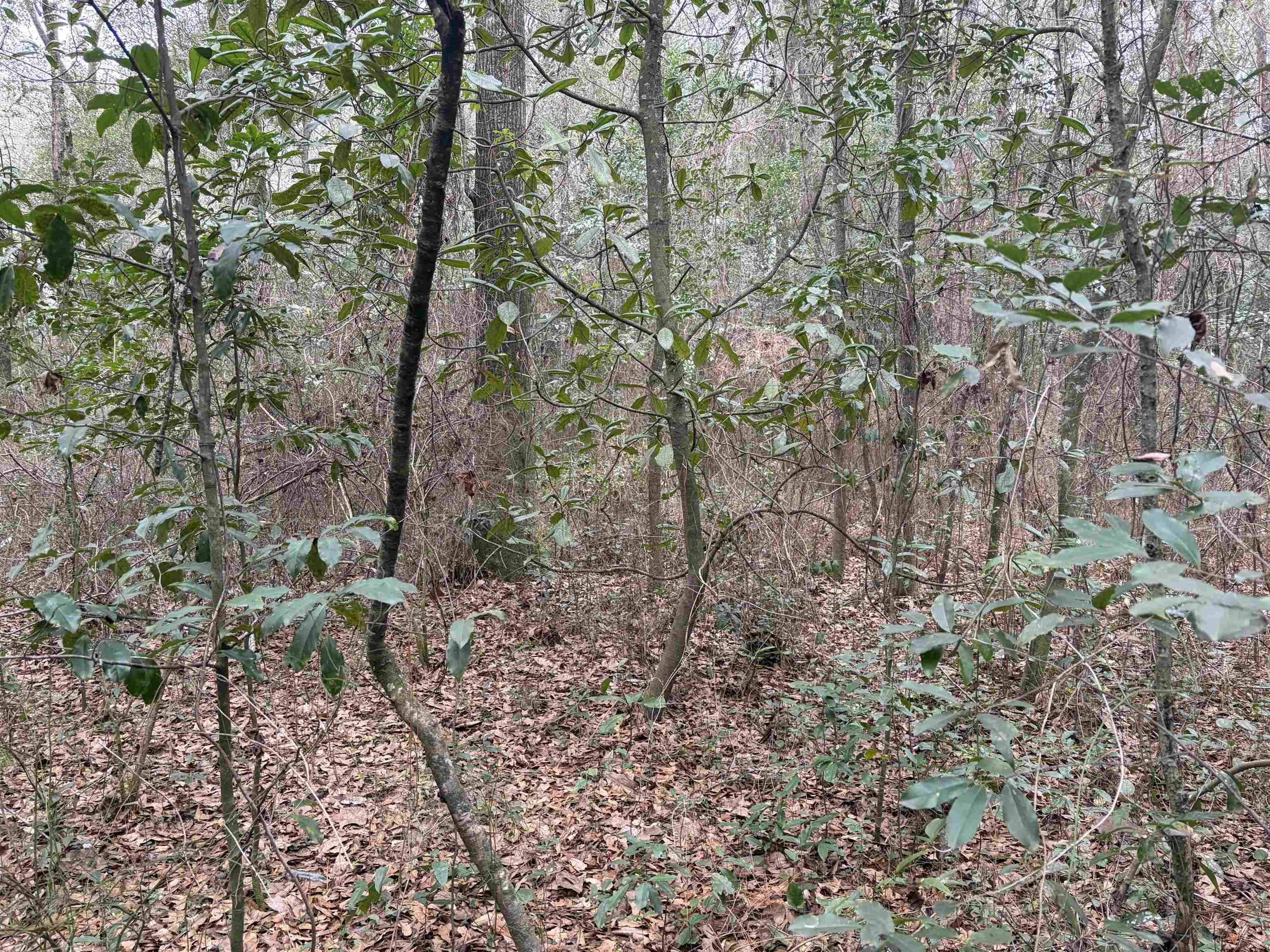 0 Carol Street Mobile, AL 36608 - Photo 3 of 4 View of wooded area