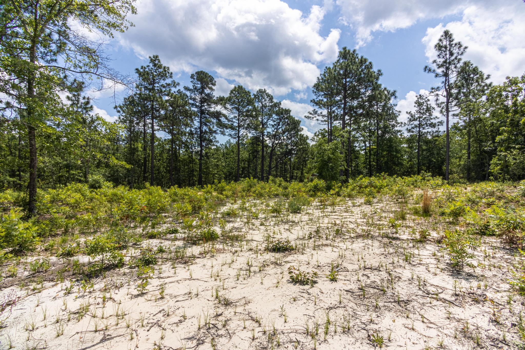 142 Ryan Road Williston, SC 29853 - Photo 15 of 15