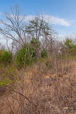 a view of a yard with plants and trees