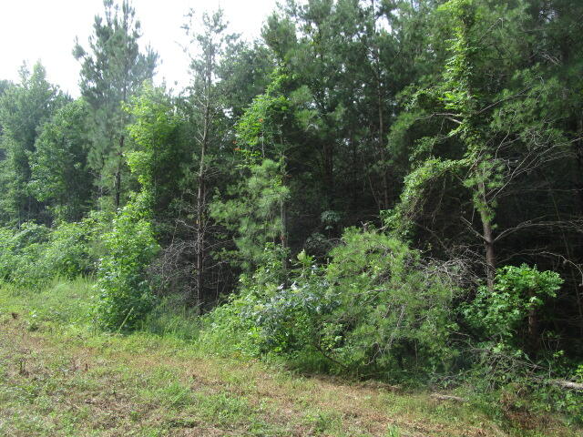 0 Brumfield Road Keeling, VA 24566 - Photo 4 of 7 IMG_3154