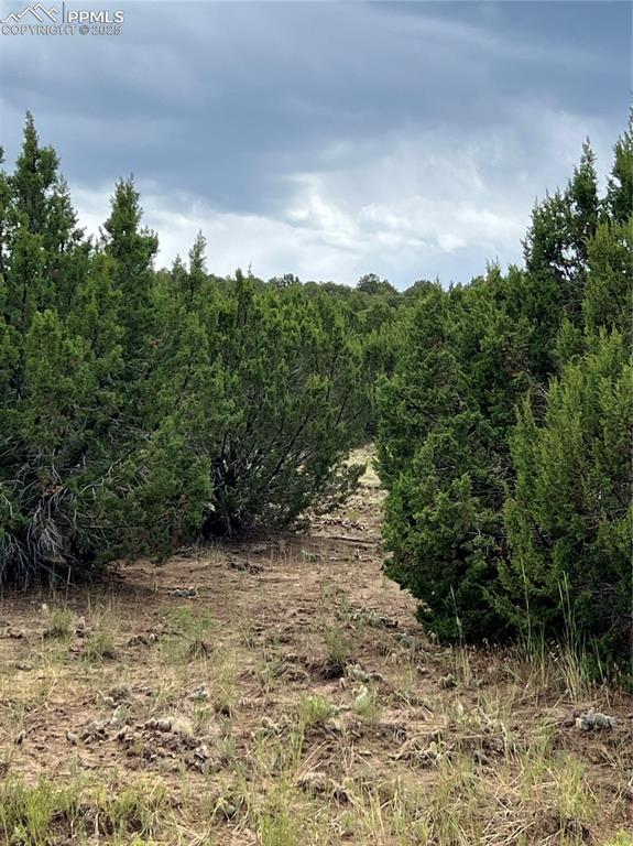 Sunrise Road Walsenburg, CO 81089 - Photo 4 of 4 a view of a yard with plants and a trees