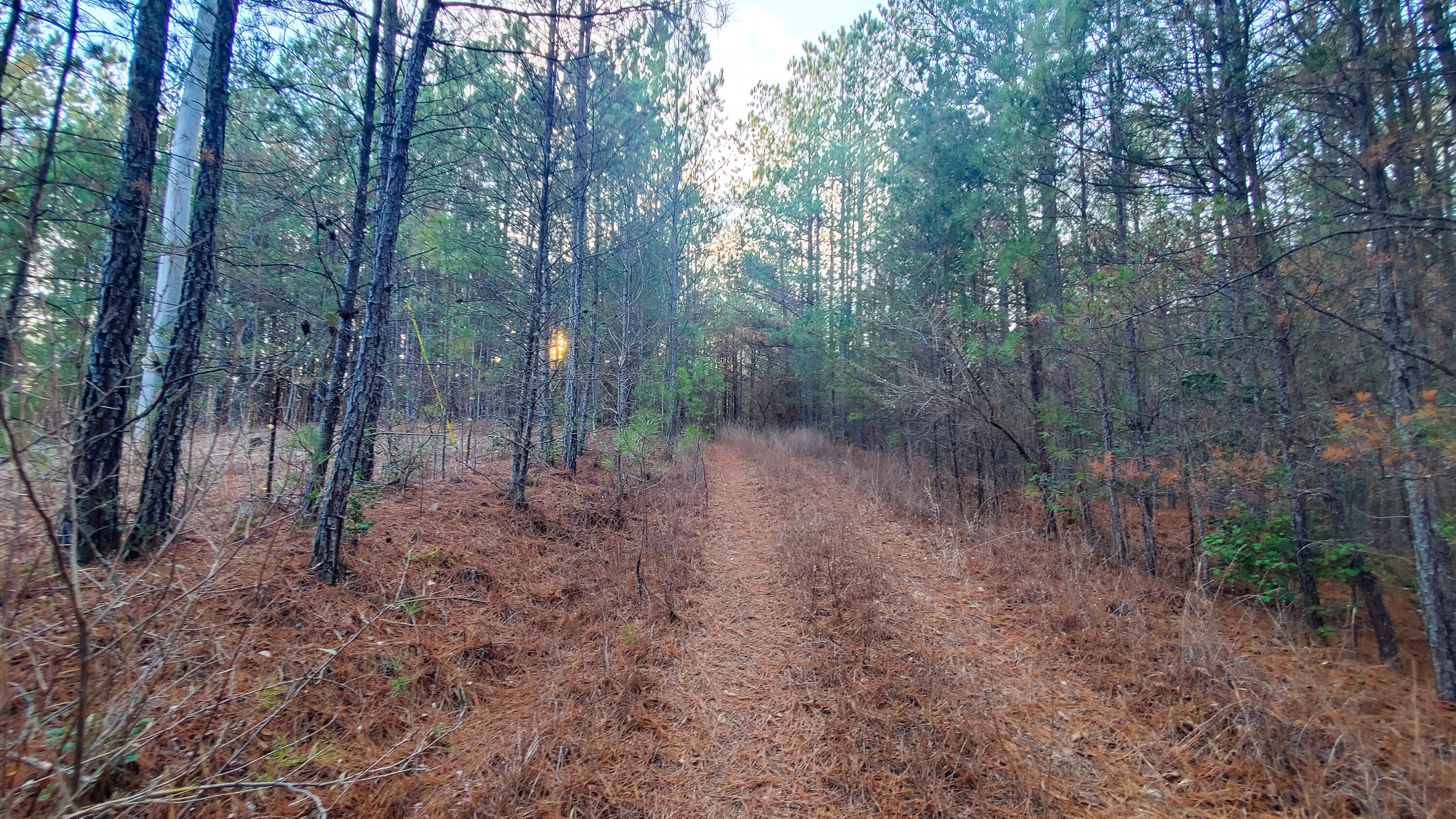 5.64 Stansbury Mountain Road Copperhill, TN 37317 - Photo 11 of 43 Cooperhill Tn-11