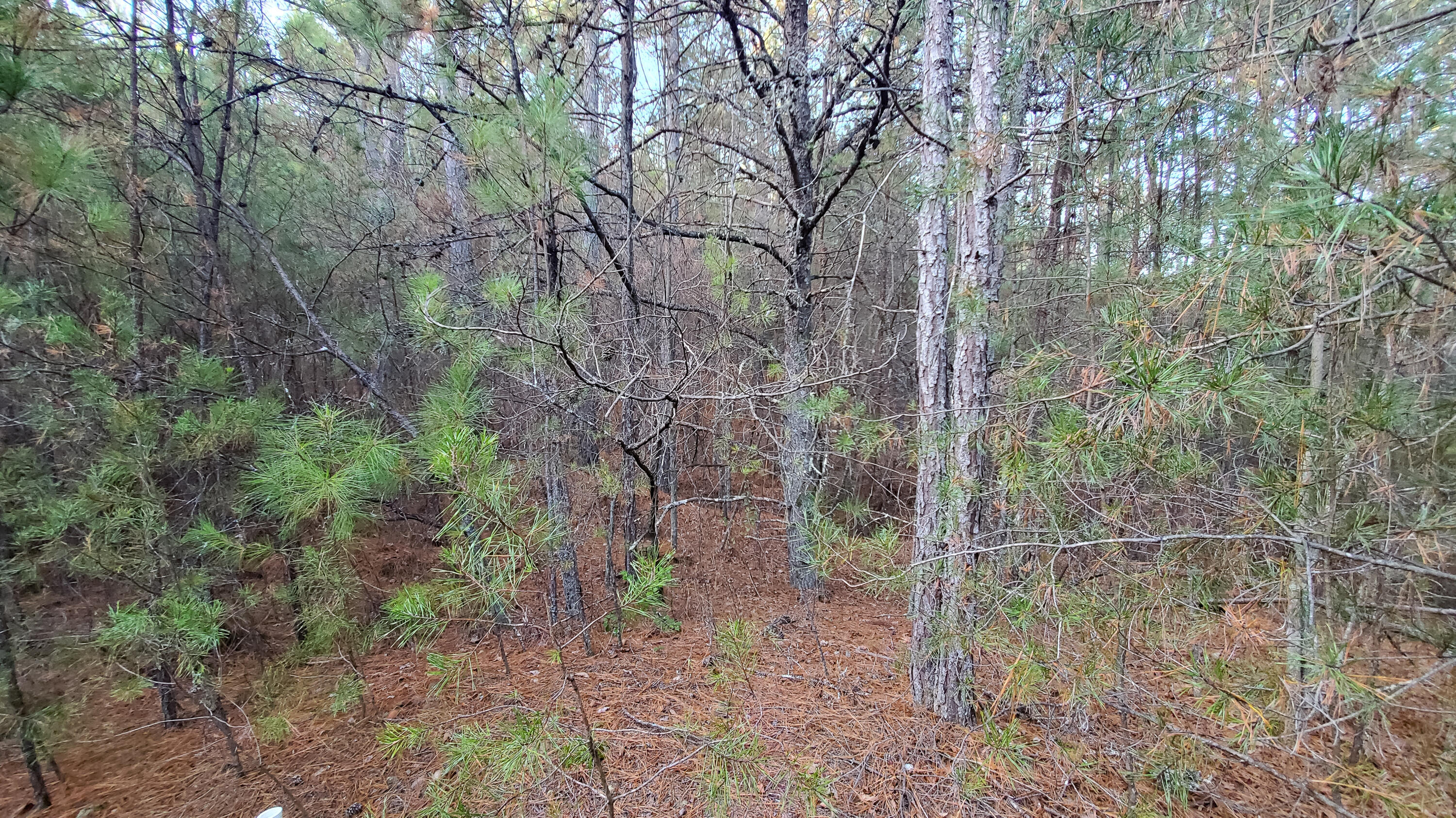 5.64 Stansbury Mountain Road Copperhill, TN 37317 - Photo 17 of 43 Cooperhill Tn-17