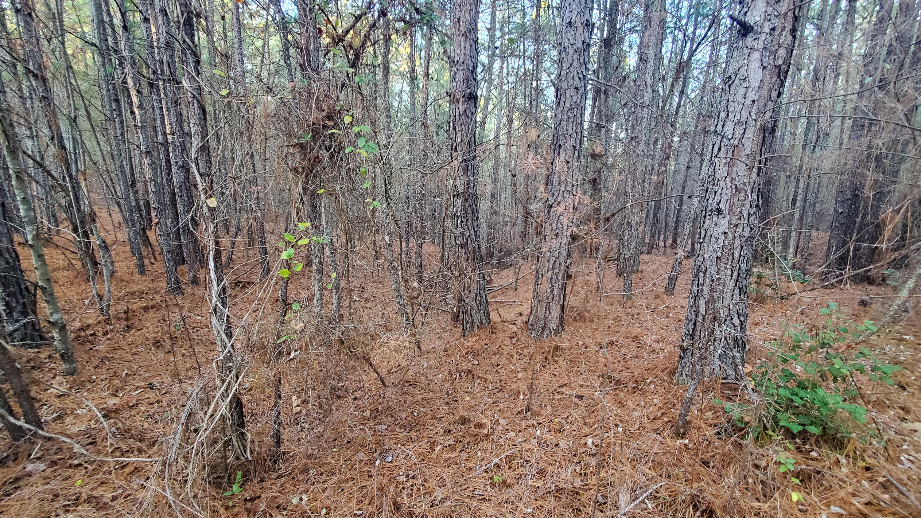 5.64 Stansbury Mountain Road Copperhill, TN 37317 - Photo 24 of 43 Cooperhill Tn-24