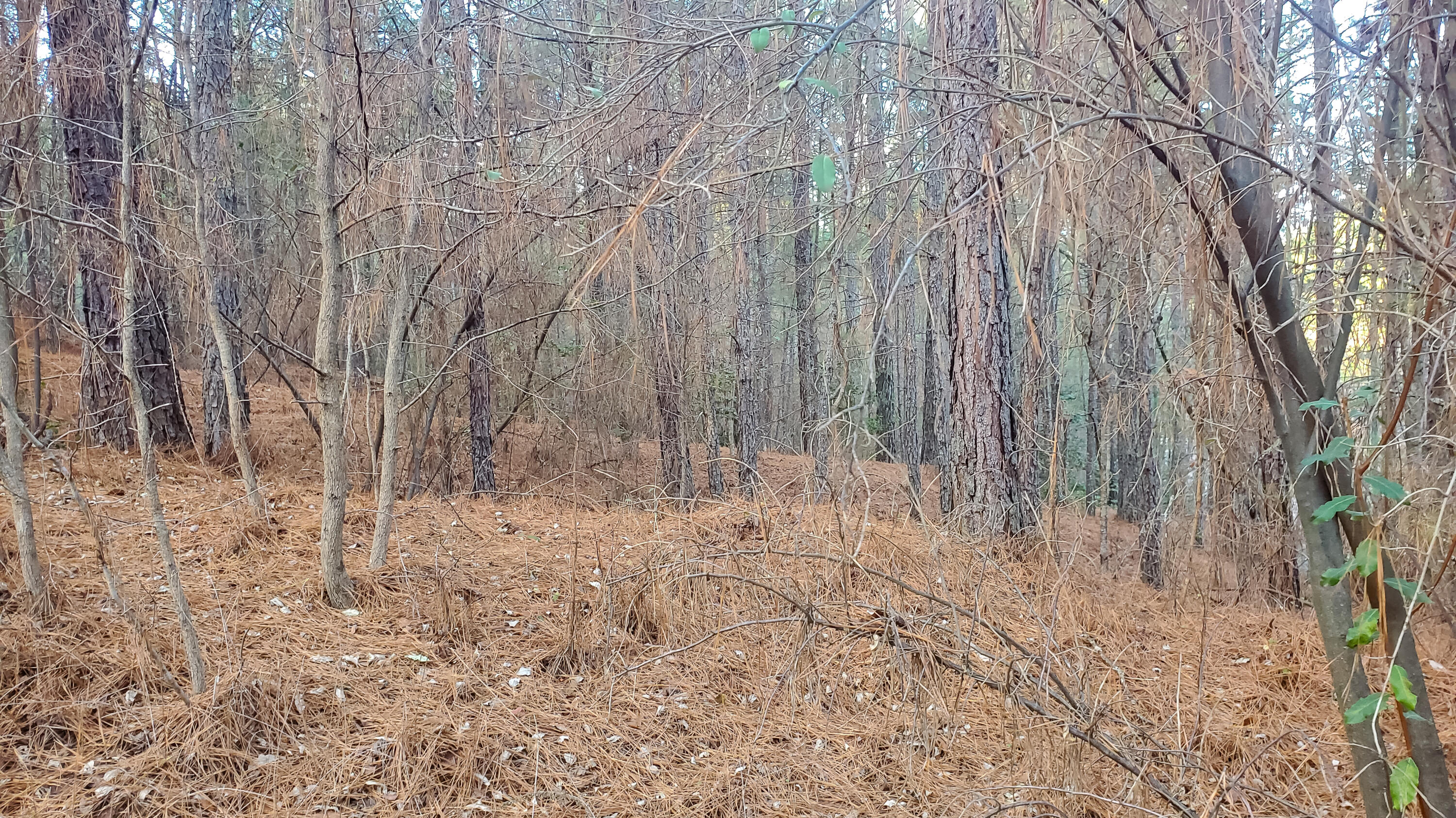 5.64 Stansbury Mountain Road Copperhill, TN 37317 - Photo 5 of 43 Cooperhill Tn-5