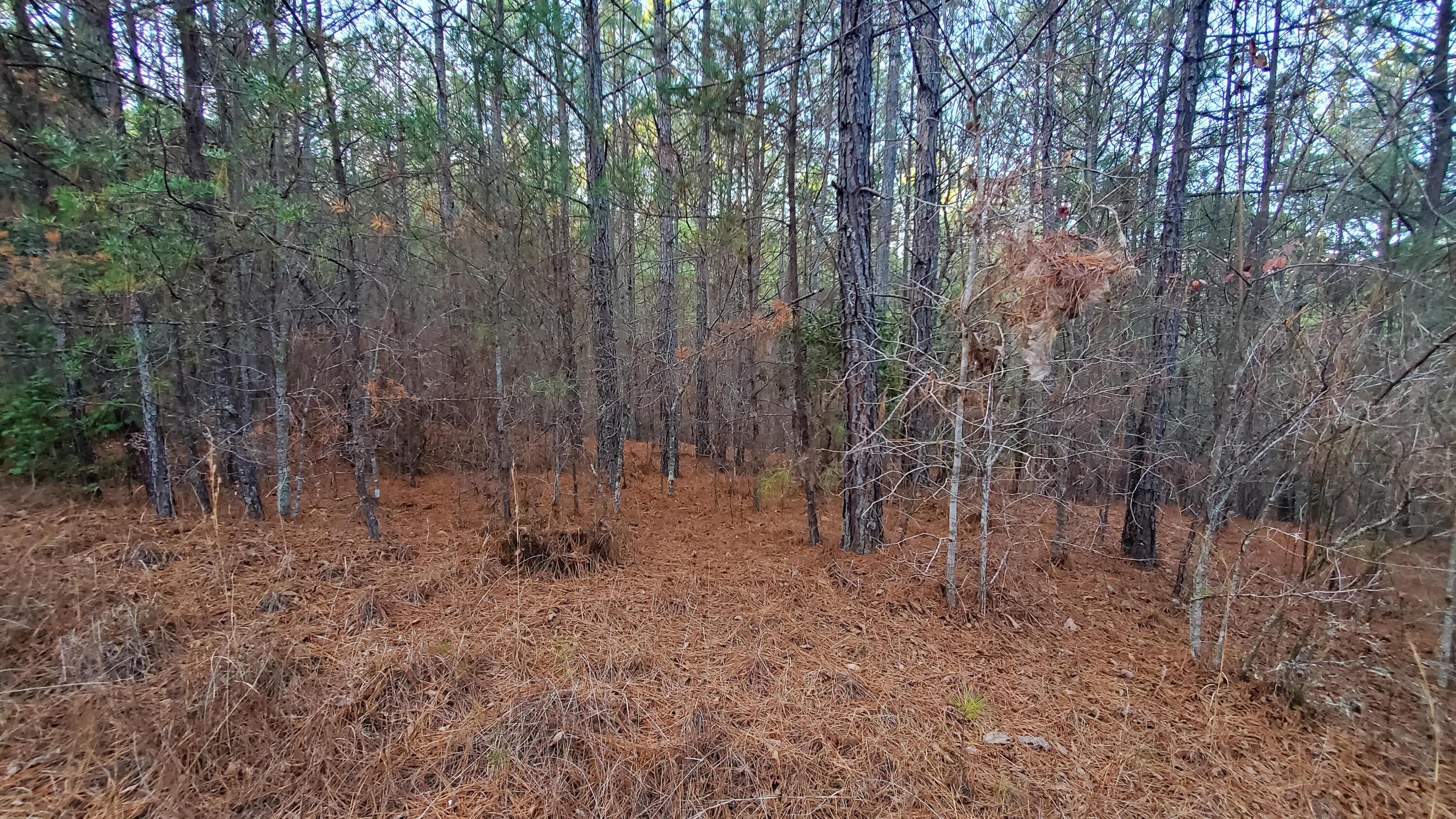 5.64 Stansbury Mountain Road Copperhill, TN 37317 - Photo 8 of 43 Cooperhill Tn-8