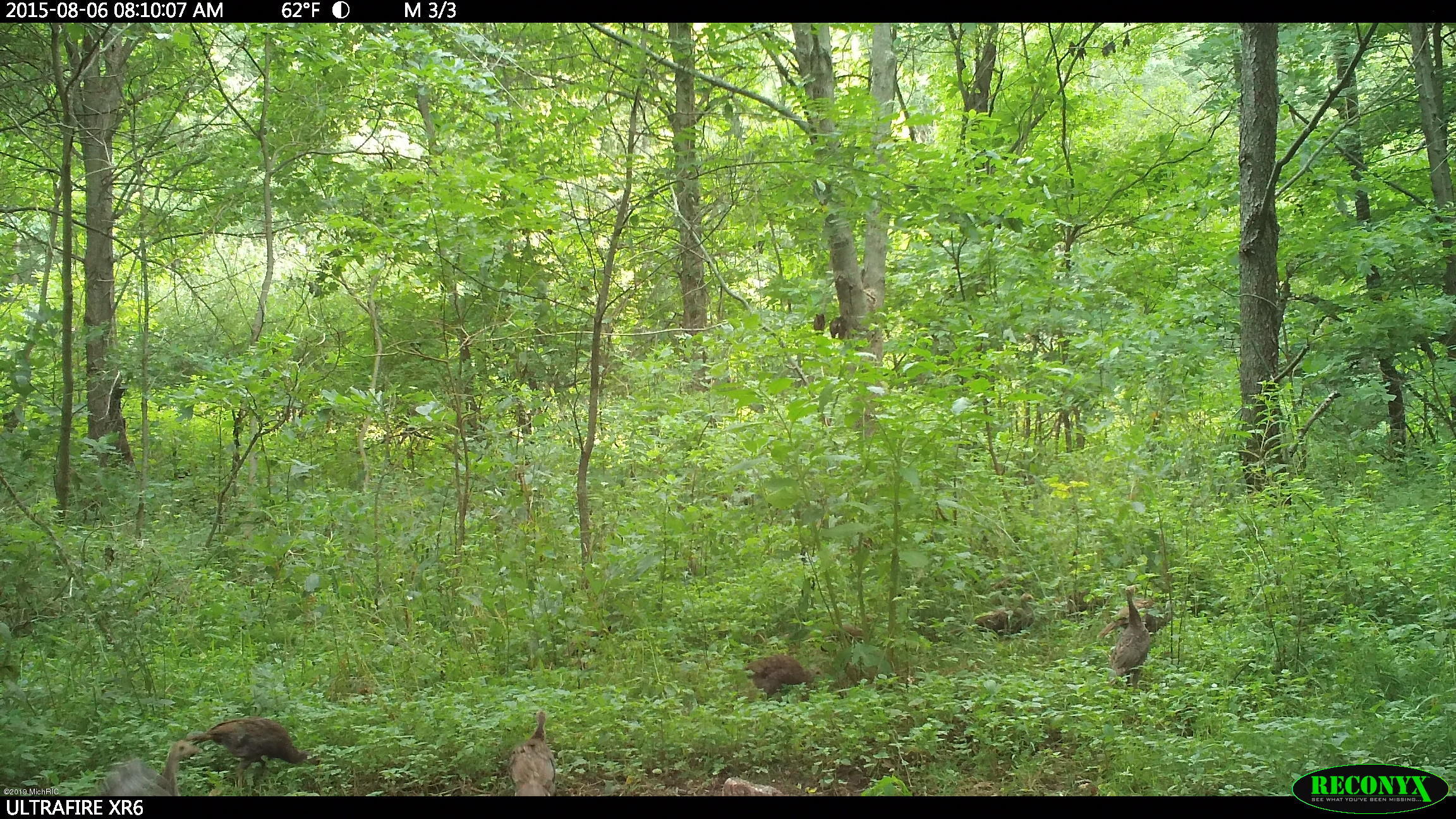 Taylor Road Sturgis, MI 49091 - Photo 12 of 12 Baby turkeys