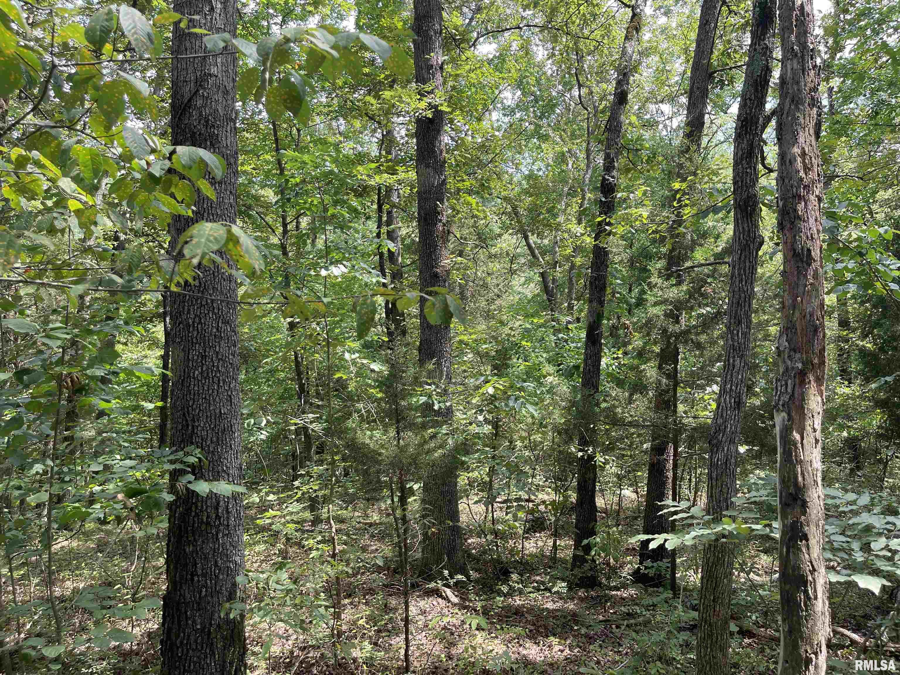 0 Gape Hollow Road Harrisburg, IL 62946 - Photo 8 of 12 Gallery Image 8