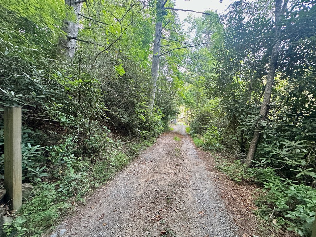 0 Riverside Lane Blue Ridge, GA 30513 - Photo 25 of 35 a view of a forest with trees
