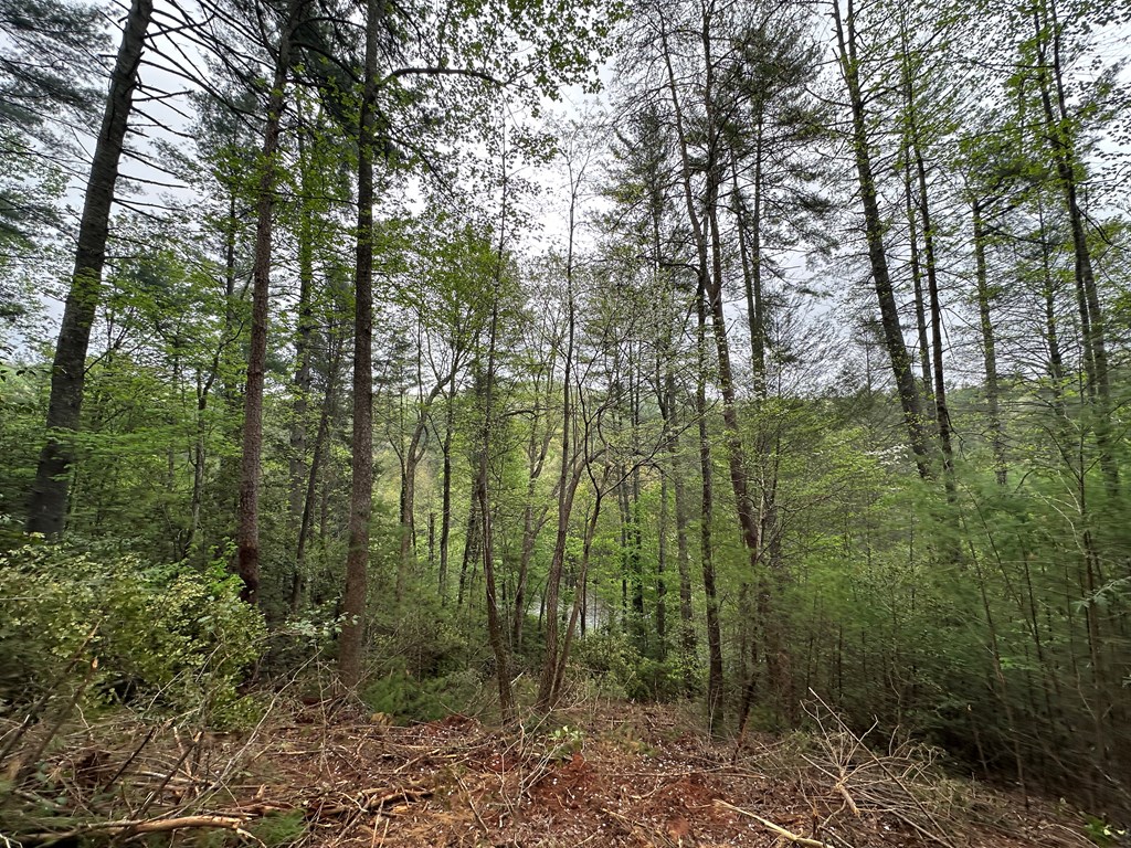 0 Riverside Lane Blue Ridge, GA 30513 - Photo 34 of 35 a view of a forest with trees