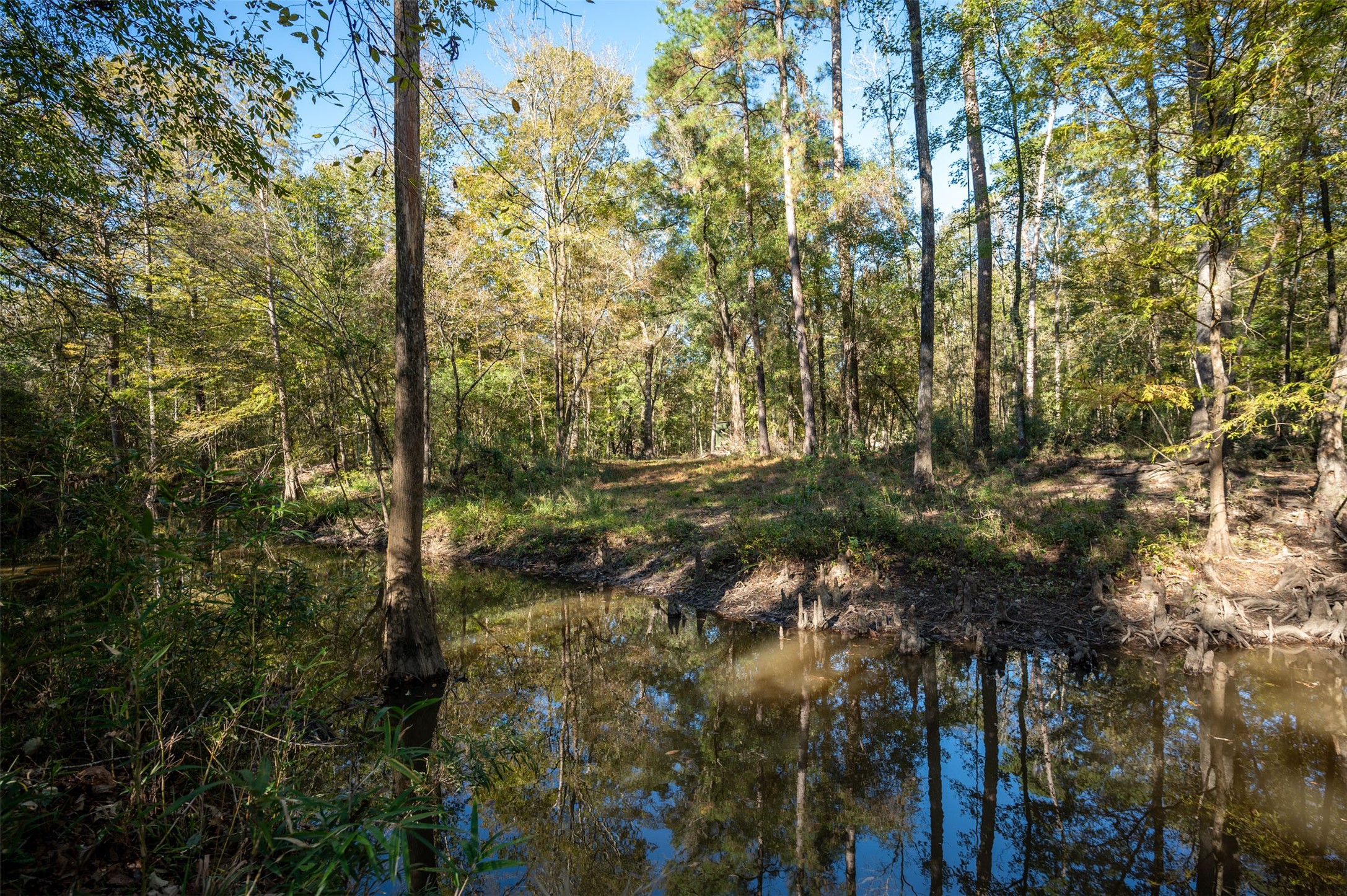 0 Farm To Market 1745 Chester, TX 75936 - Photo 27 of 37 a view of forest