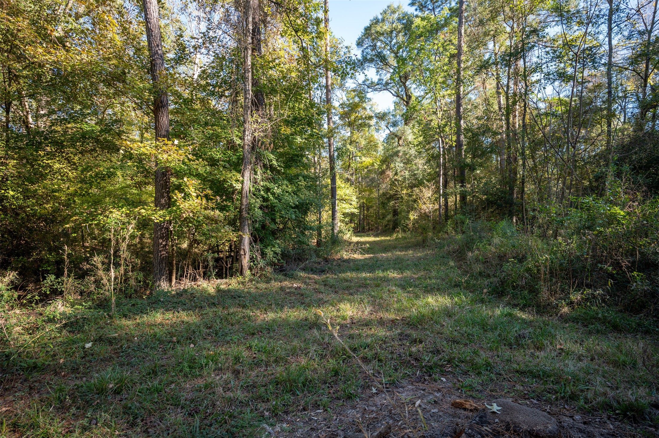 0 Farm To Market 1745 Chester, TX 75936 - Photo 28 of 37 a view of outdoor space and trees