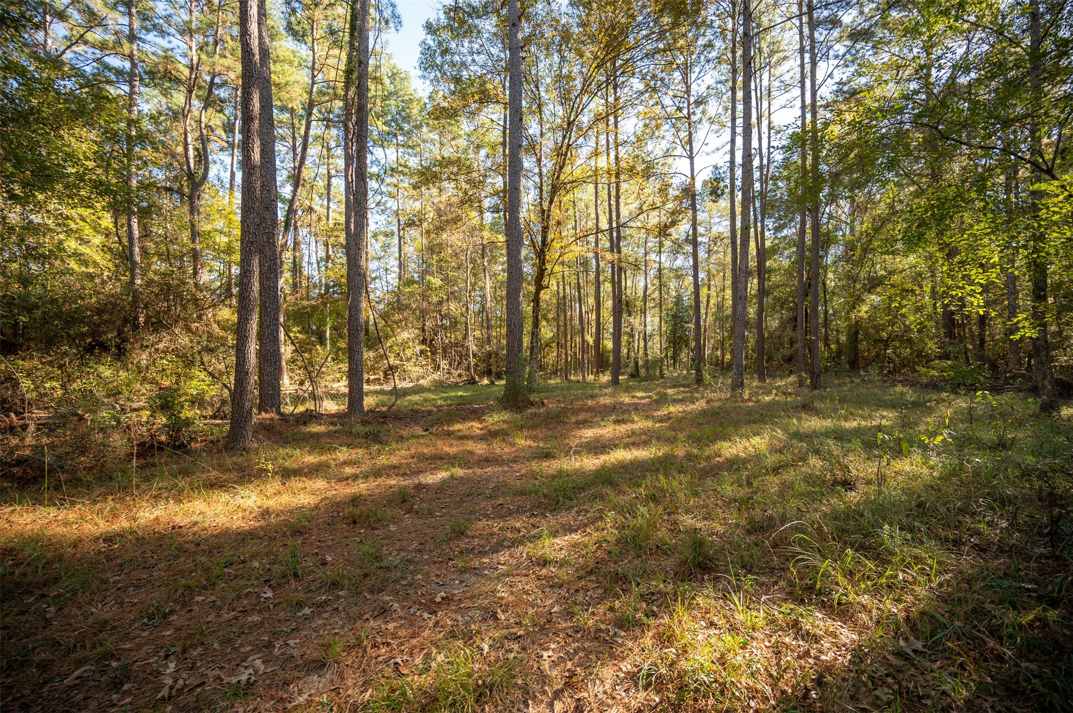 0 Farm To Market 1745 Chester, TX 75936 - Photo 30 of 37 a view of outdoor space with trees