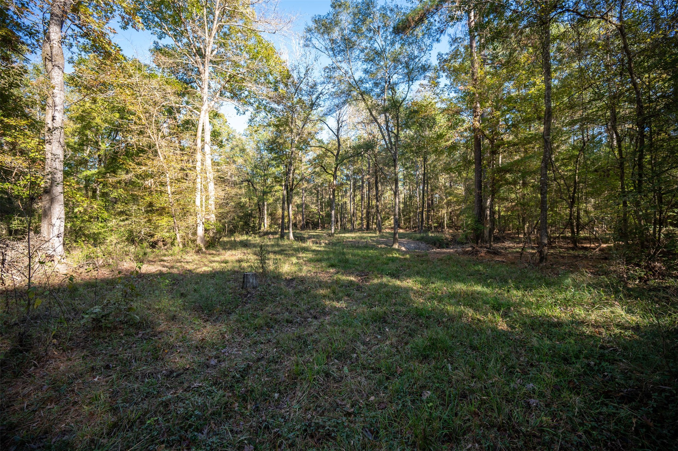 0 Farm To Market 1745 Chester, TX 75936 - Photo 31 of 37 a view of outdoor space with trees