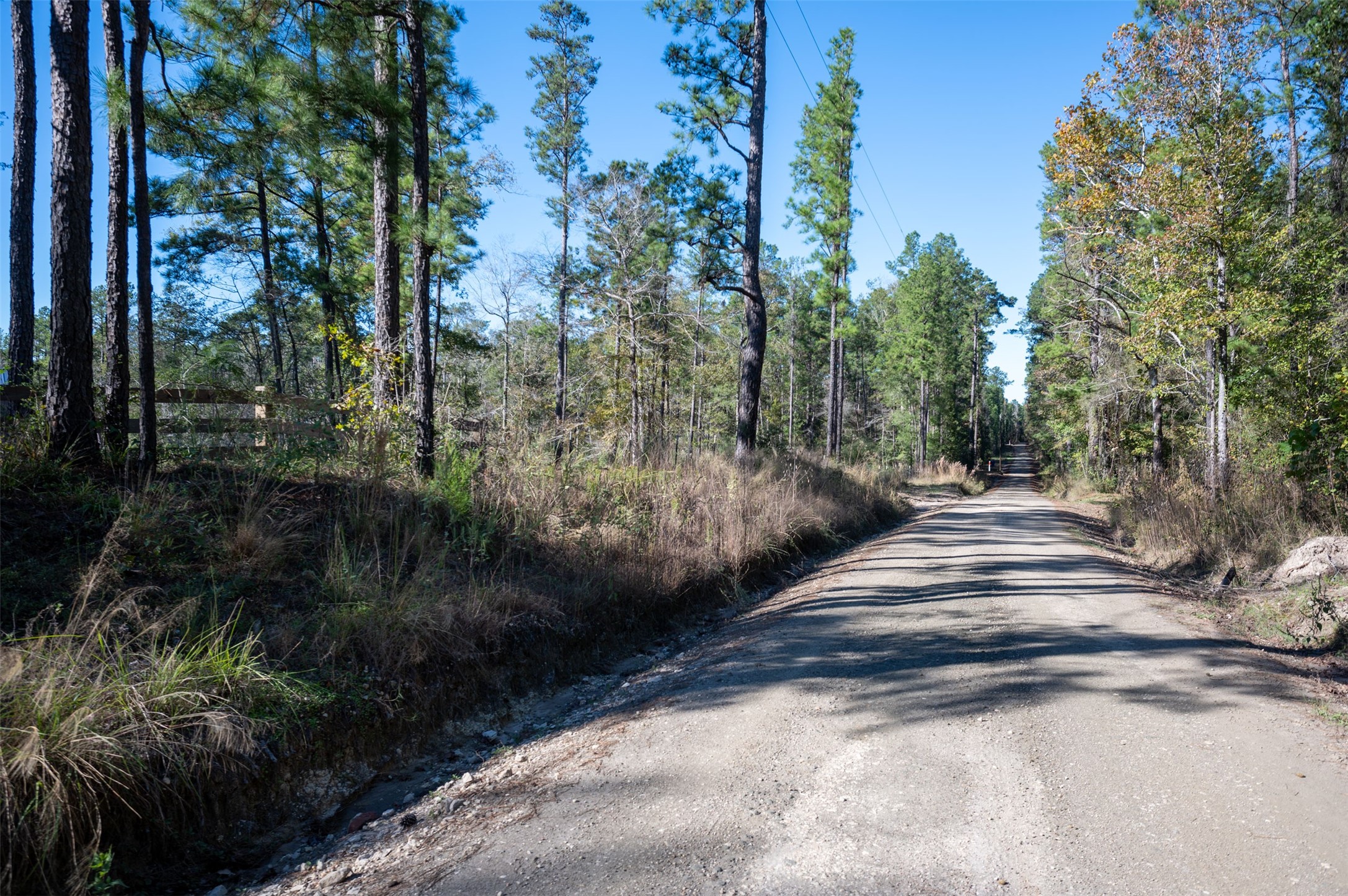 0 Farm To Market 1745 Chester, TX 75936 - Photo 34 of 37 a view of a yard with plants and trees