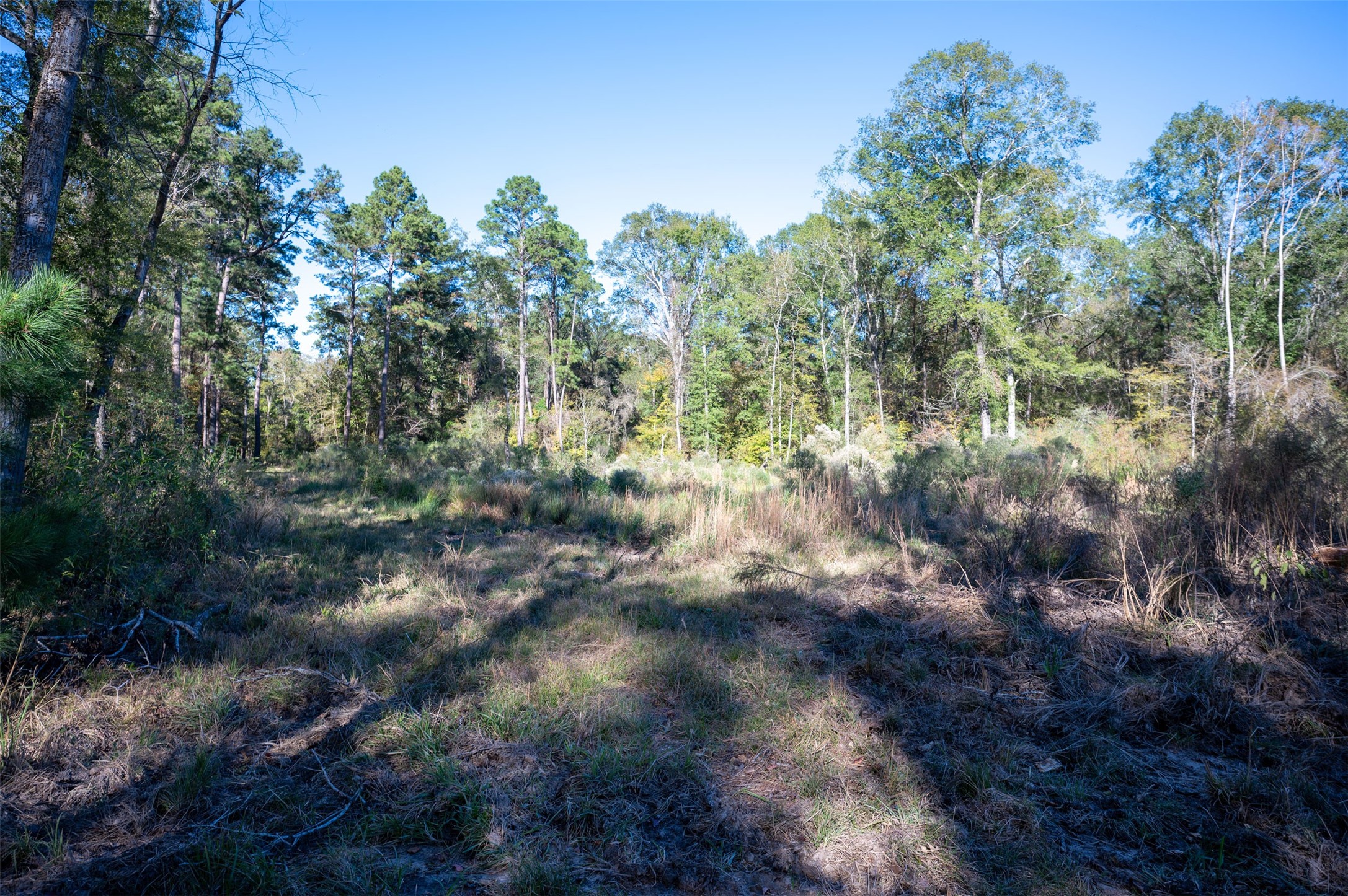 0 Farm To Market 1745 Chester, TX 75936 - Photo 35 of 37 a view of a forest with lots of trees